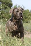 CANE CORSO 018